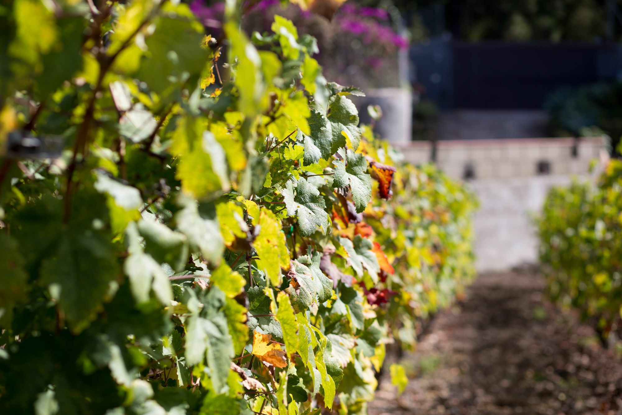 Finca Casa Yaya Icod De Los Vinos Bagian luar foto